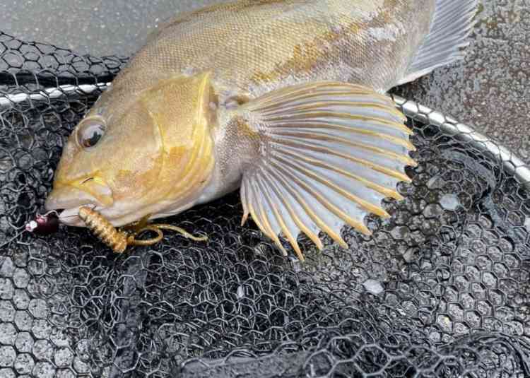Cシュリンプで釣った金色のアイナメ