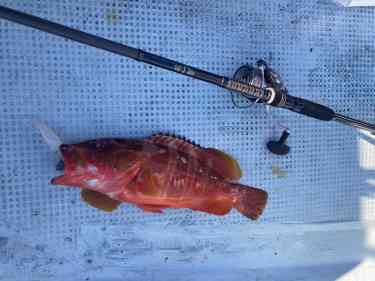 ボートの床に置かれたスピニングタックルとアカハタ