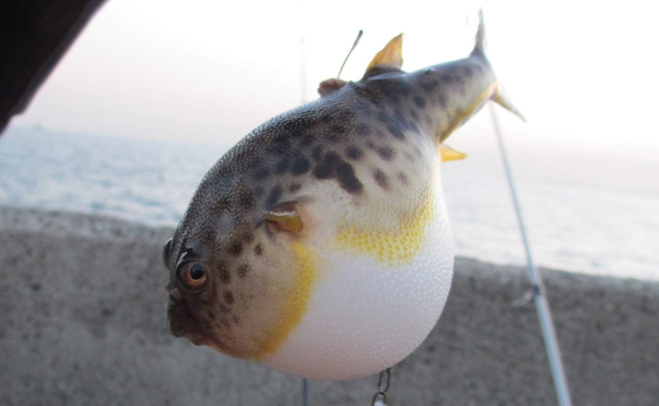 堤防で釣れる魚はさまざま 本命じゃないけど 外道だ なんて言わないで
