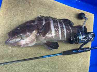 須崎沖でメタルジグで釣れたマハタ