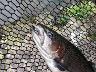 スプーンで釣れたいかついニジマス