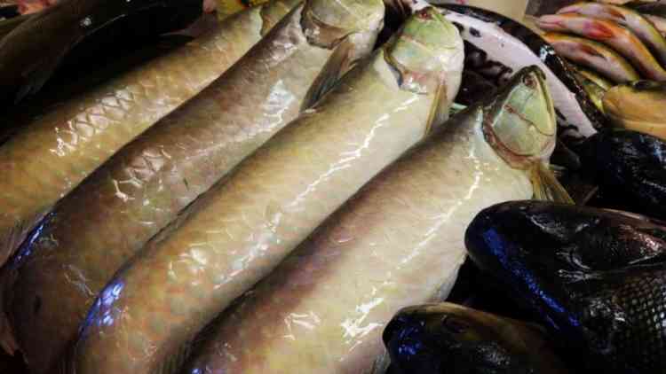 ブラジルの魚市場で売られているアロワナ