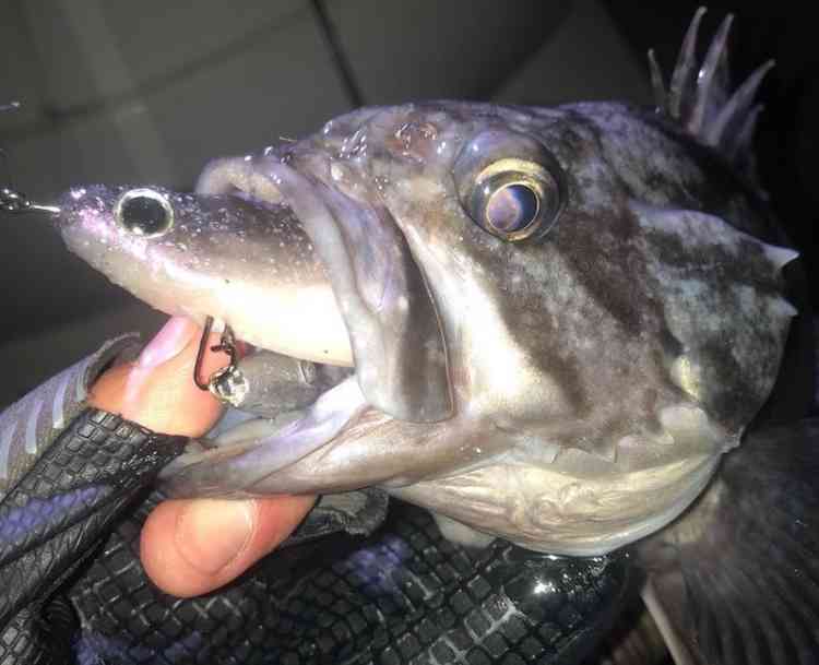 バルトリグで釣れたクロソイ。エコギアバルトを飲み込むように咥えている。
