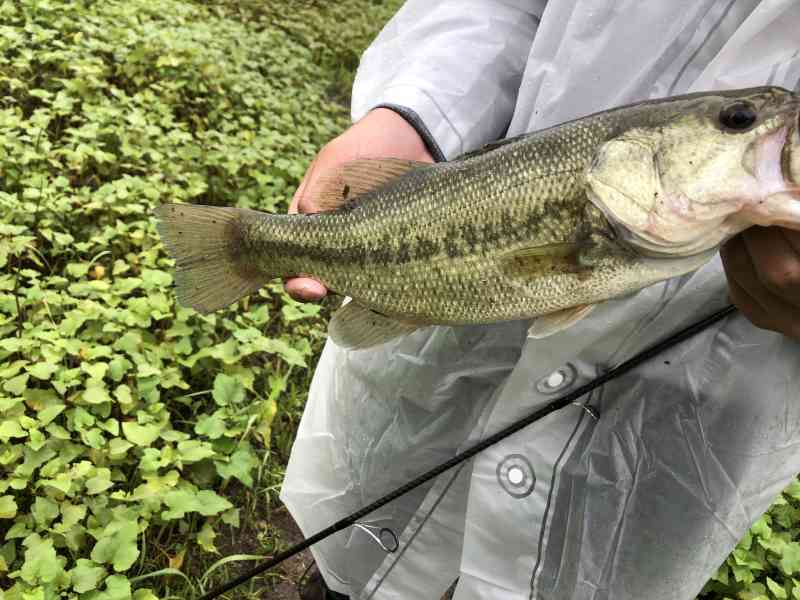釣れたバスを横から撮った写真