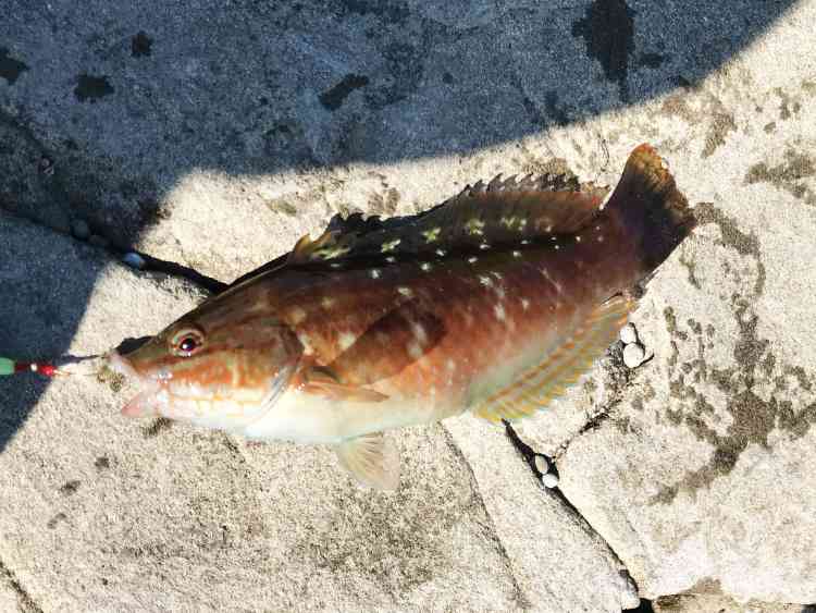 江ノ島の釣りにて外道で釣れたベラを磯の上に置いている。口には針が刺さったままになっているため、ブラクリで釣れたことがわかる。