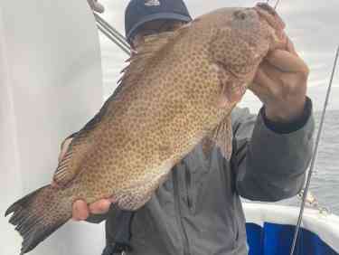 須崎沖で釣れた47センチのオオモンハタ