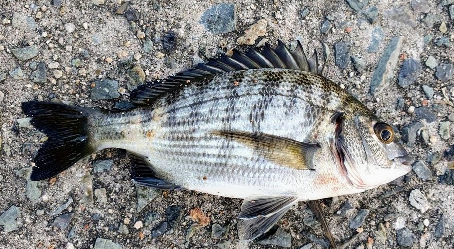 チヌ釣りの餌、最強は何だ？ 雑食性のチヌに効く餌を状況別に解説！