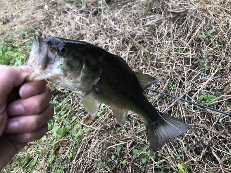 ダウンショットリグで釣れたバス