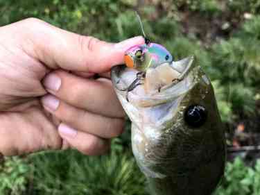 減水時にバイブレーションで釣り上げたブラックバス
