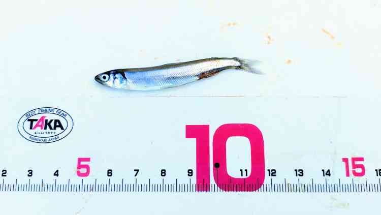 春先から初夏にかけては、稚鮎がベイトフィッシュとして入ってくることが多い。稚鮎は漁獲が禁止されていることが多いが、釣れてしまったら泳がせのエサにしても良いかも。