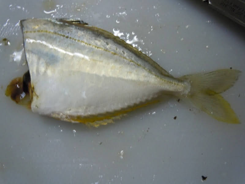 ヒイラギは究極の外道 しかし実は最高に旨い魚 釣り方と食べ方をご紹介