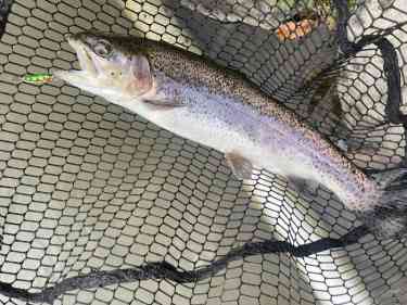 スプーンで釣れたニジマス