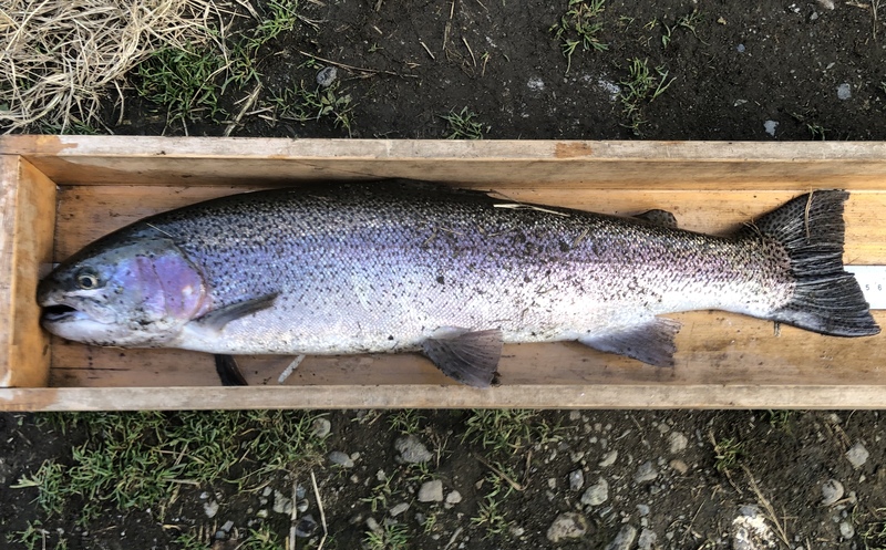 大型トラウトが釣れる関東近郊の管理釣り場特選5か所を紹介！大物が釣りたければここへ行こう！