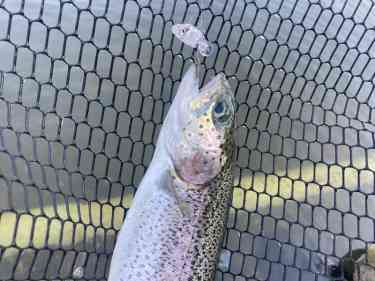 トップで釣れたニジマス