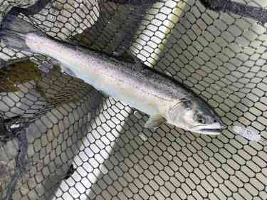 トップウォーターで釣れたサクラマス