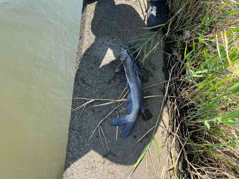 霞ヶ浦のナマズ