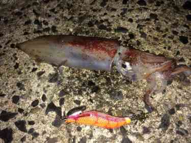 エギングで釣り上げたケンサキイカ。オレンジカラーのエギと2ショット。