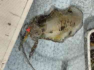 タモに入ったキロアップのアオリイカ