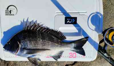 江ノ島表磯のフカセ釣りで釣れたクロダイ。