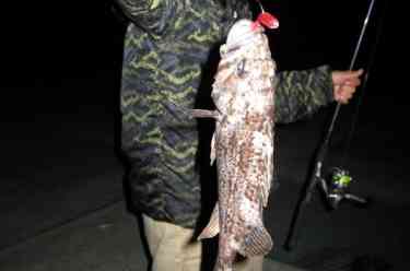 夜釣りにて、大型のクロソイが釣れた