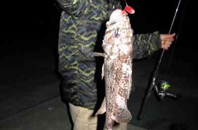 夜釣りにて、大型のクロソイが釣れた