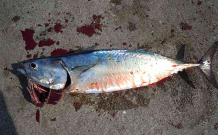 ヒラソウダはカゴ投げサビキの定番の外道。マルソウダよりも美味な魚です。