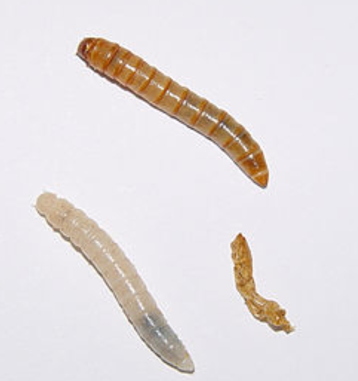 ミルワームはチャイロコメノゴミムシダマシの幼虫で、ペットショップで簡単に手に入る