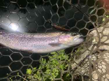 ダイワのブラウンのミノーで釣れたニジマス