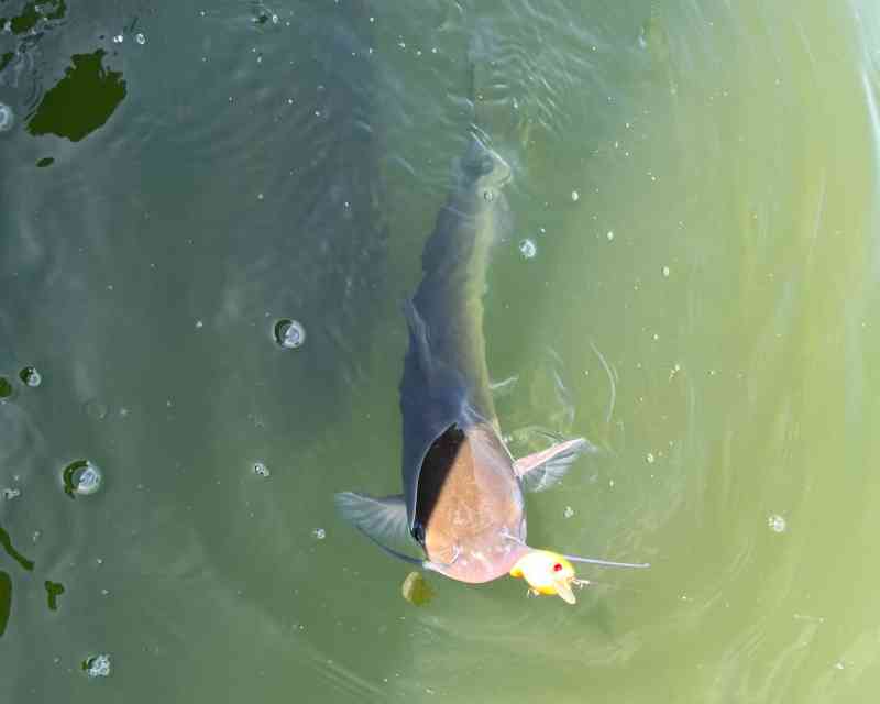 釣った鯰を真上から撮った写真