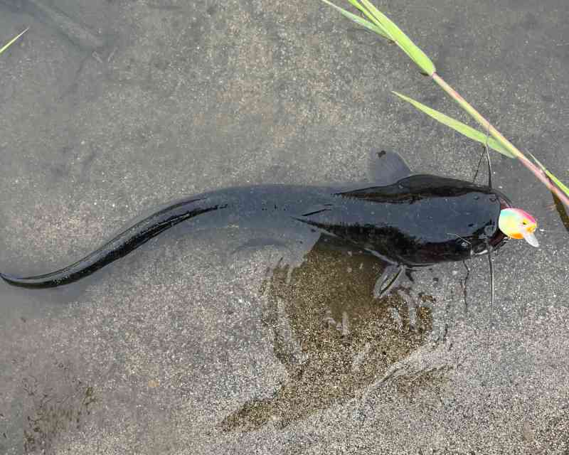 ナマズ