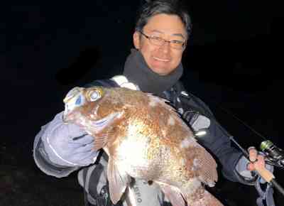 夜釣りを代表するメバリングでの大型のメバルを釣り上げた様子