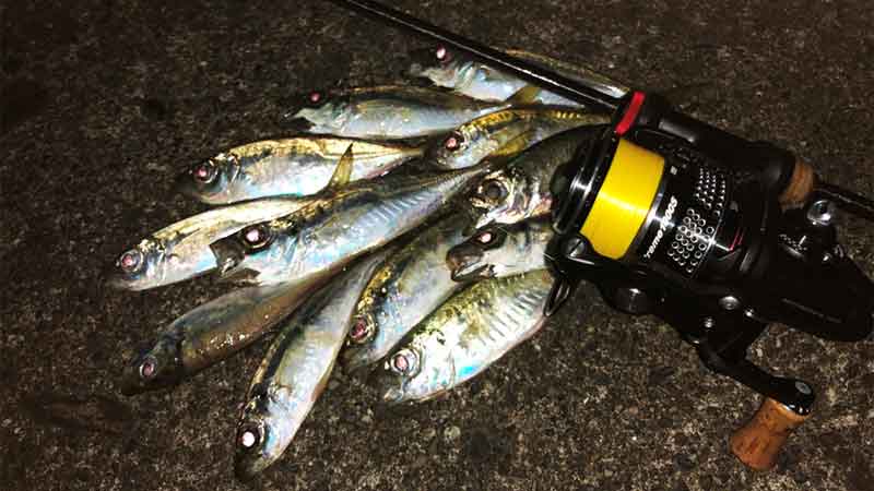 Revo-MGXTreme1000sでのアジング釣果