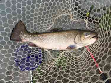 ミノーで釣れたロックトラウト
