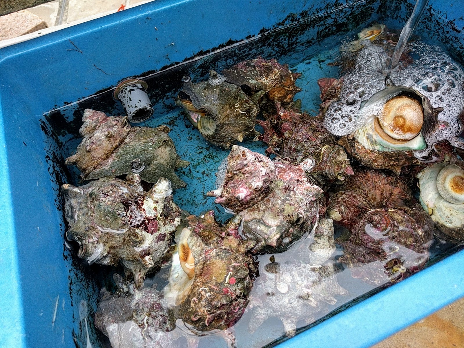 釣り餌 最強はナニ 案ずるより産むが易し 意外と何でも餌になる 試してみよう