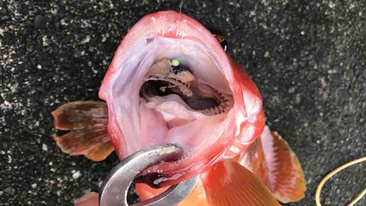 秋刀魚の切り身を丸呑みする式根島のアカハタ