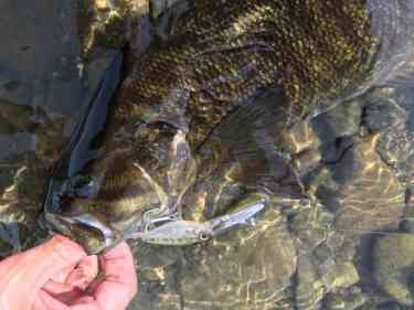 川でスモールマウスを釣り上げた様子。右手でスモールマウスの口を抑えている。