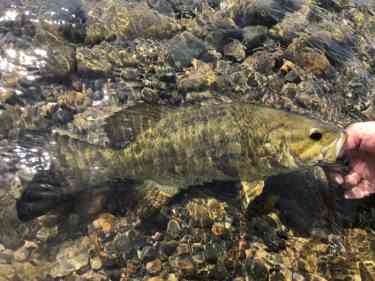 川で釣り上げたスモールマウスバスをリリースする瞬間