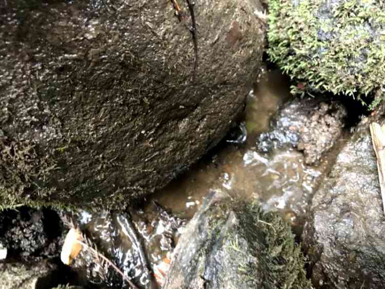 サワガニが潜んでいそうな岩。このような岩の下で隠れていることが多い。