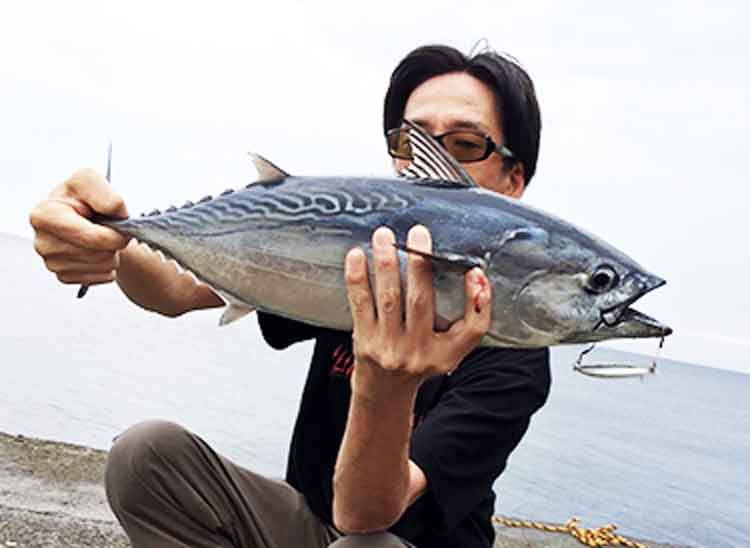 伊豆大島で釣り上げたスマガツオ