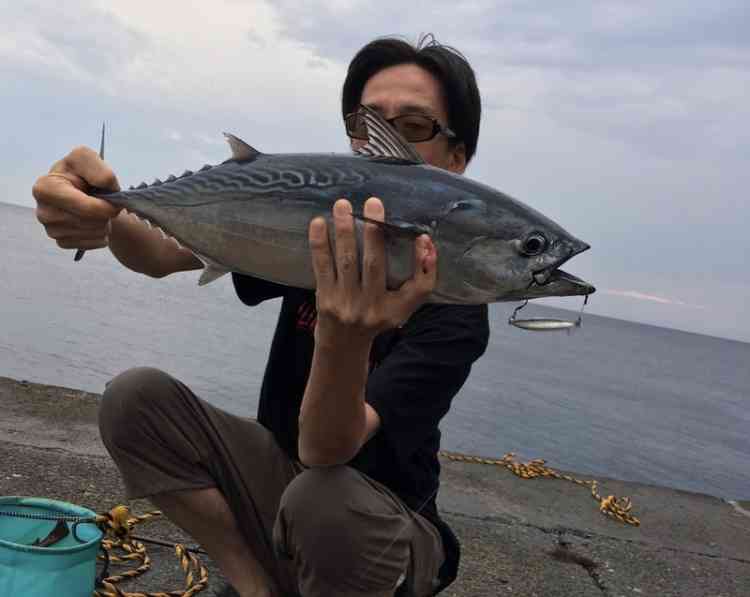 伊豆大島のショアジギングで釣り上げたスマガツオ