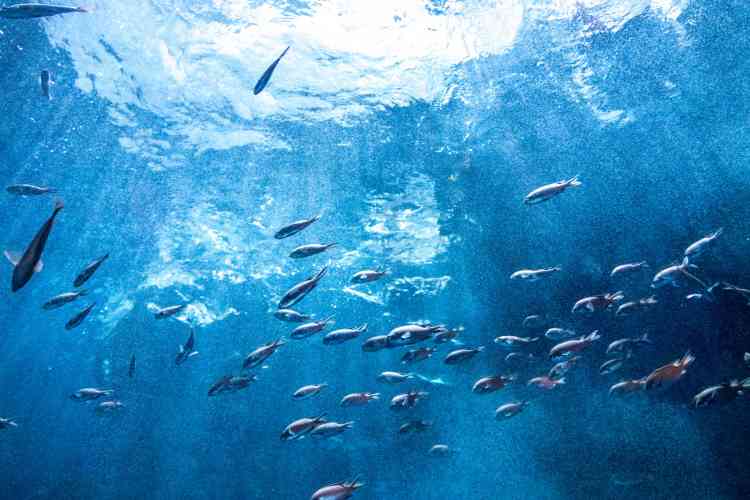 海の中層を泳いでいる魚群を海中から撮影している様子。