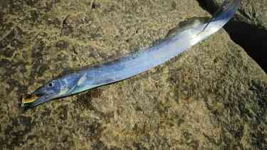 川で釣り上げたタチウオ