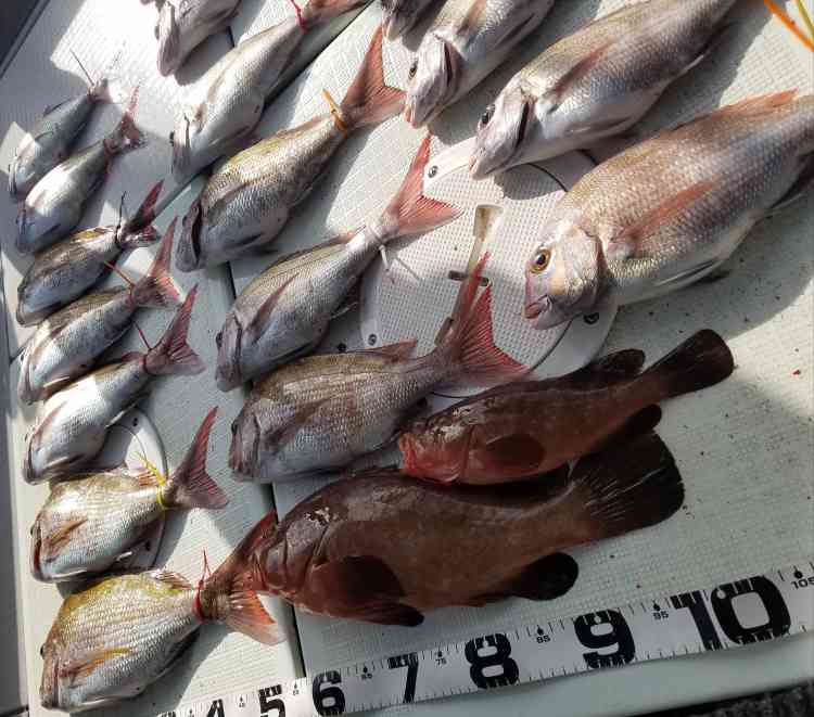タイラバで釣り上げた大量のマダイ