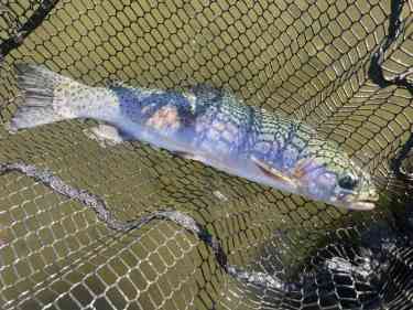 管理釣り場で釣れたニジマス