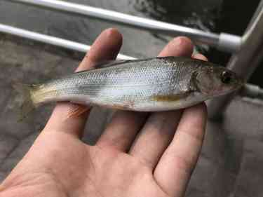 ルアーで釣り上げたウグイ。手のひらに乗る、15cmくらいのサイズ。