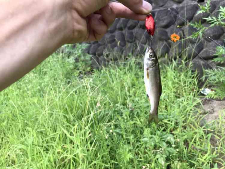 赤色のスプーンで釣り上げたウグイ。