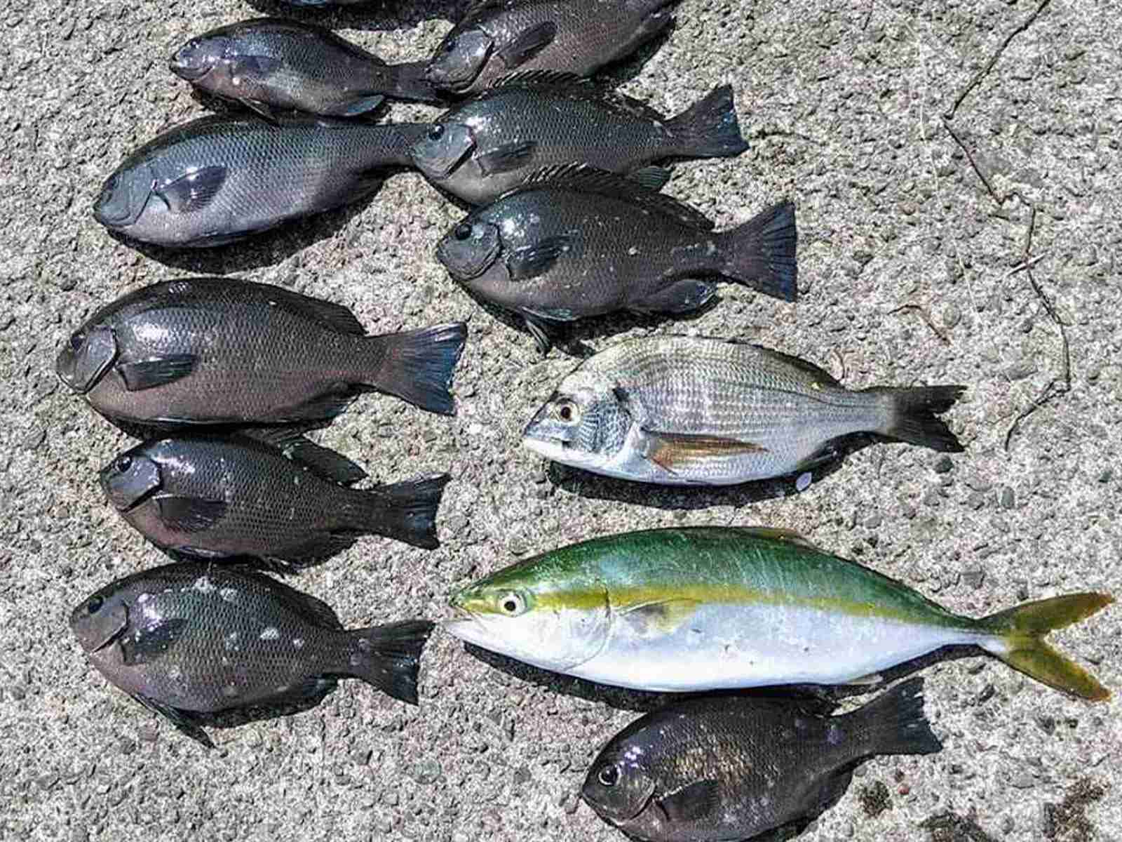 フカセ釣りの釣果は撒き餌の使い方で決まる 作り方と打ち方を解説