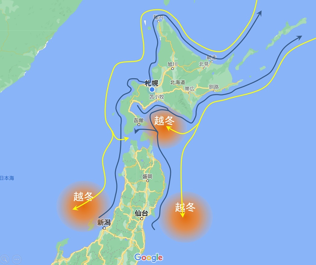 21年 初実釣 海サクラマスの釣果状況を駆使して実釣 その結果は