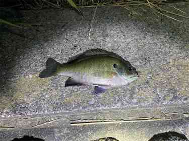 うなぎ釣り中に釣れたブルーギル