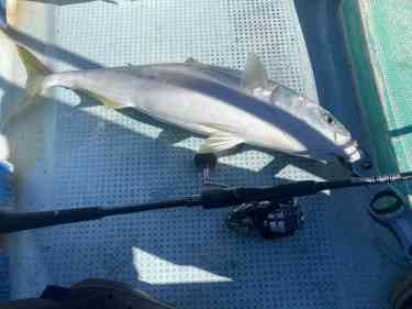 SLJで釣れたワラサ